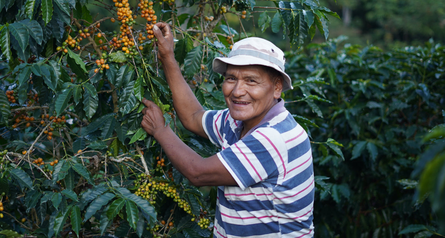 861 Bolivia: Pedro Flores, Dry Fermented Washed