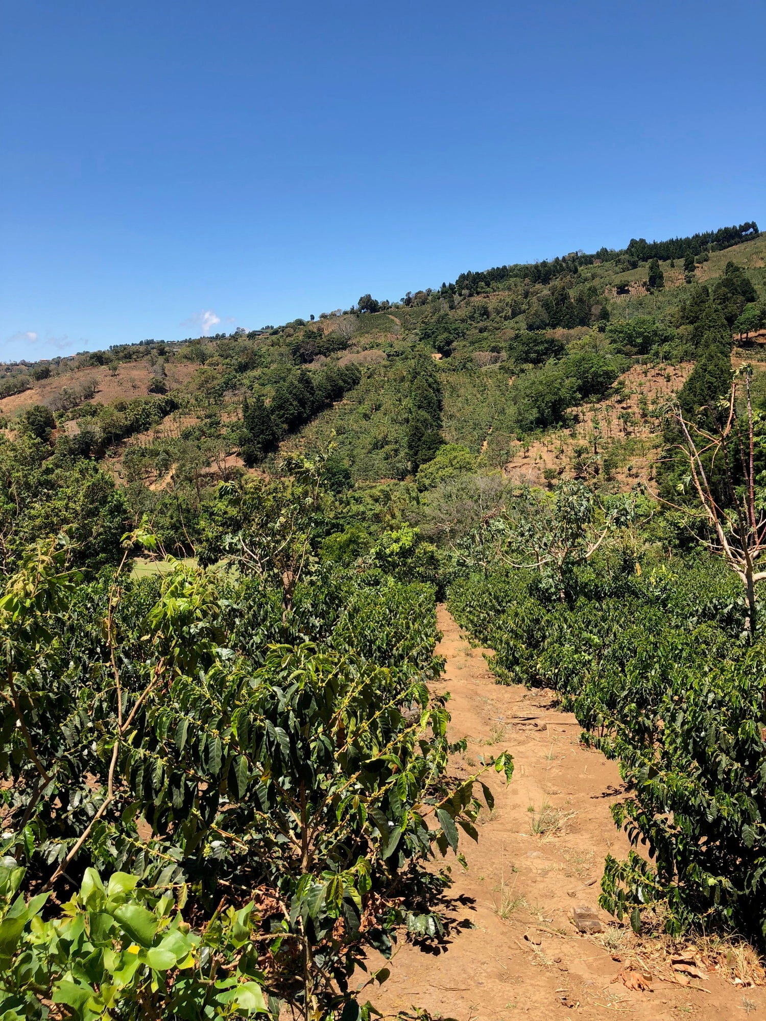 Ep. 775 Costa Rica Finca Licho Natural Villa Sarchi