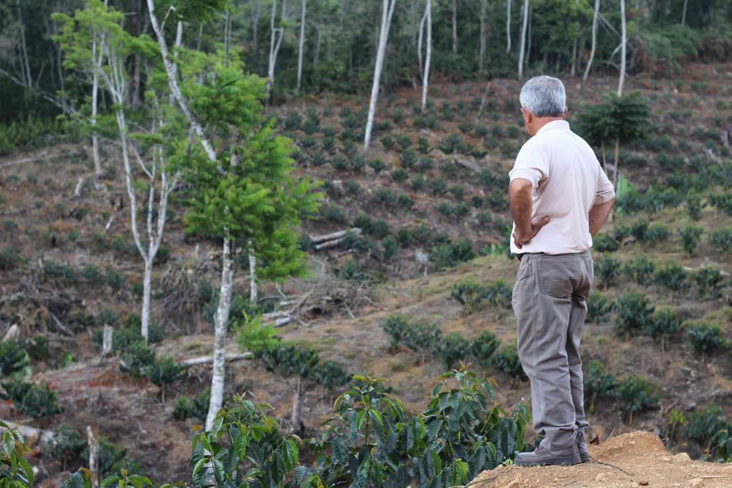 Ep. 762 Bolivia El Arcangel Anaerobic Washed Red Catuai