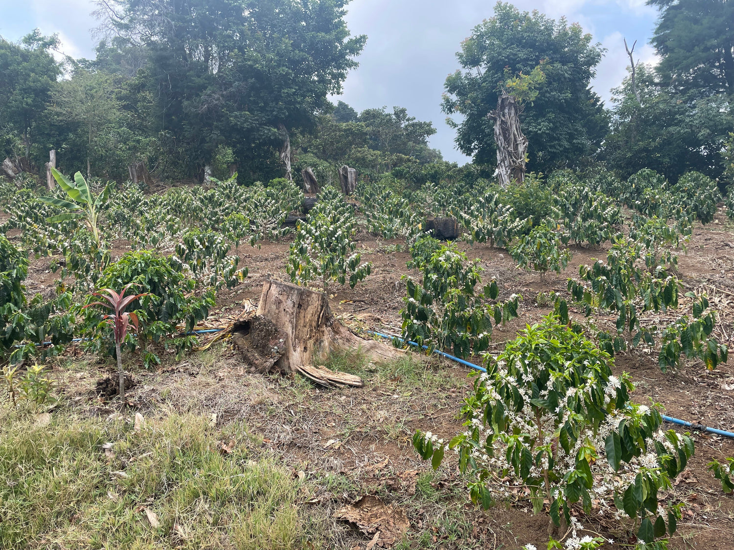 Ep. 840 Costa Rica ARBAR La Isla