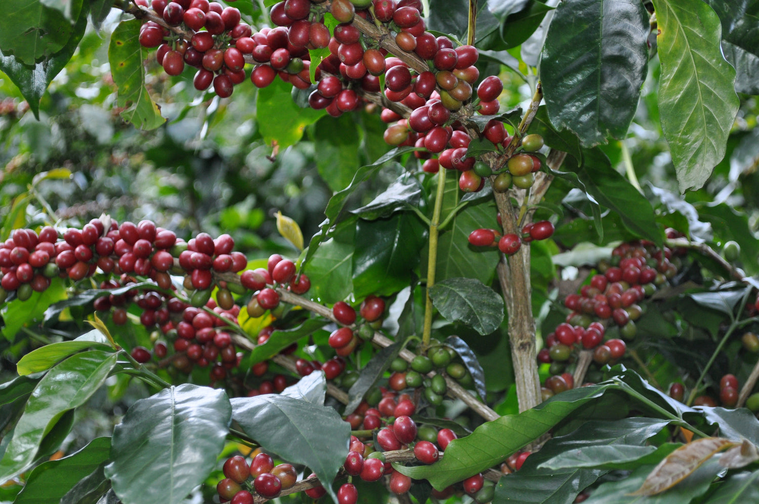 Ep. 776 Nicaragua Escondida Washed Catuai