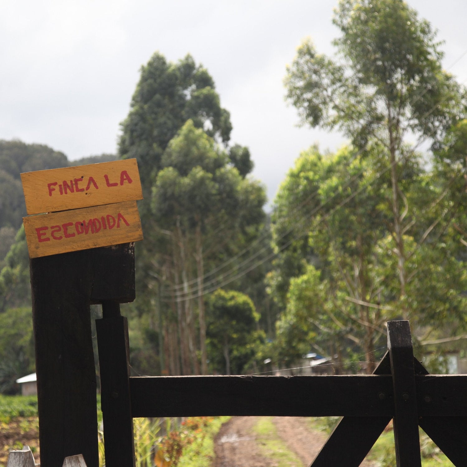 Ep. 828 Nicaragua La Escondida Washed Red Catuai