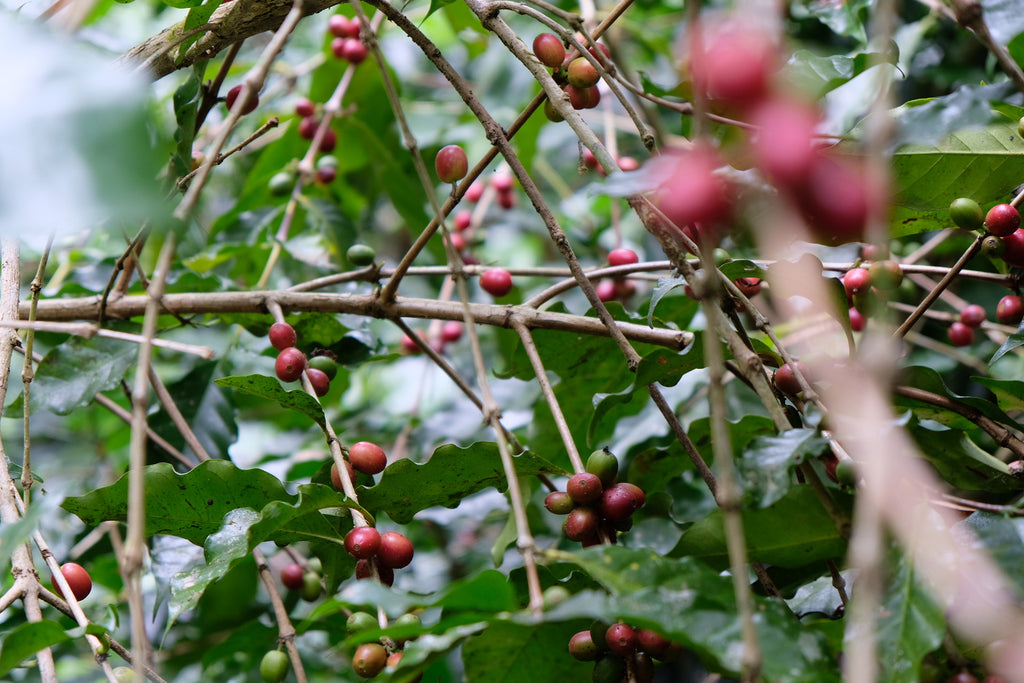 Cherries growing at Nui Intakad & Aoy Jaisooksern's coffee farm in Doi Saket, Chiang Mai, Thailand | Hasbean.co.uk