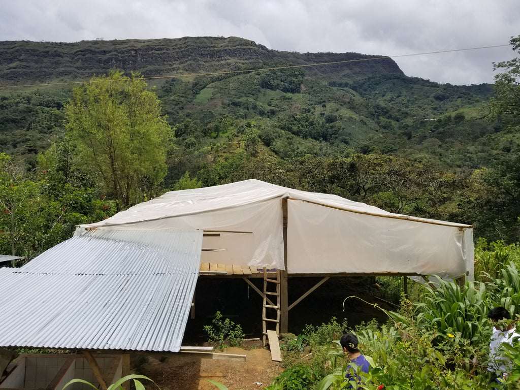 Coffee growing at Agua Azul, San Antonio de Chingama, Cajamarca, Peru | Hasbean.co.uk