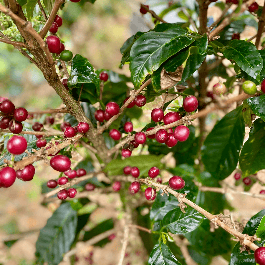 Ripe red coffee cherries of a Villa Sarchi plant at El Manantial farm in Costa Rica