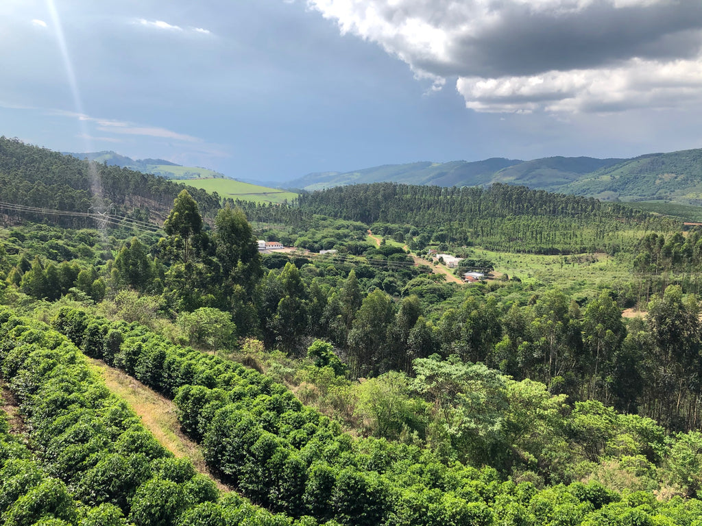 Coffee growing at Fazenda Cachoeira da Grama in São Sebastião da Grama, Brazil