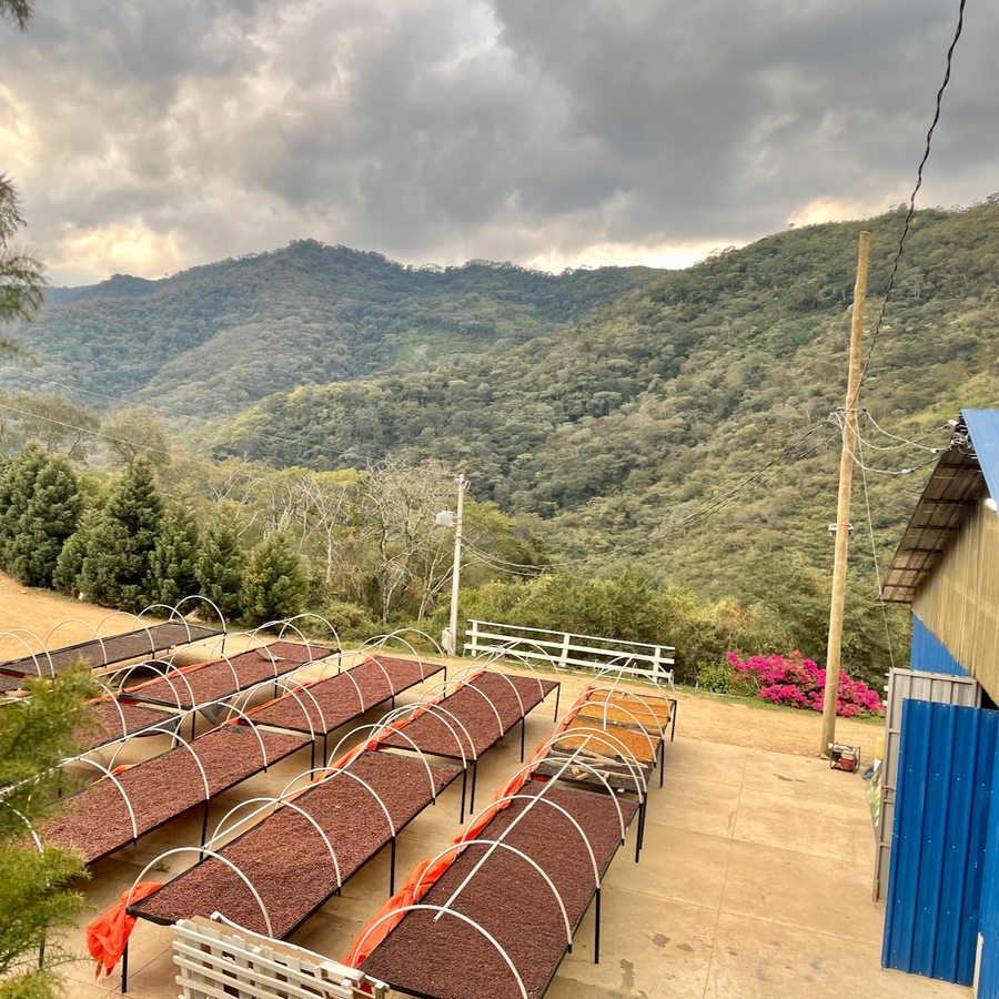Processed coffee drying on raised beds at Agricafe's mill in Samaipata, Bolivia