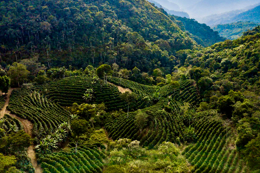 A view over Finca La Linda in Caranavi, Bolivia