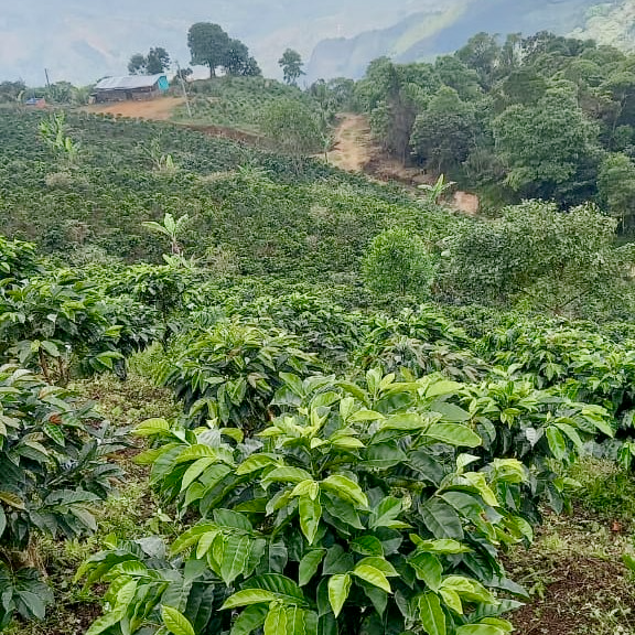 Organic Single Origin