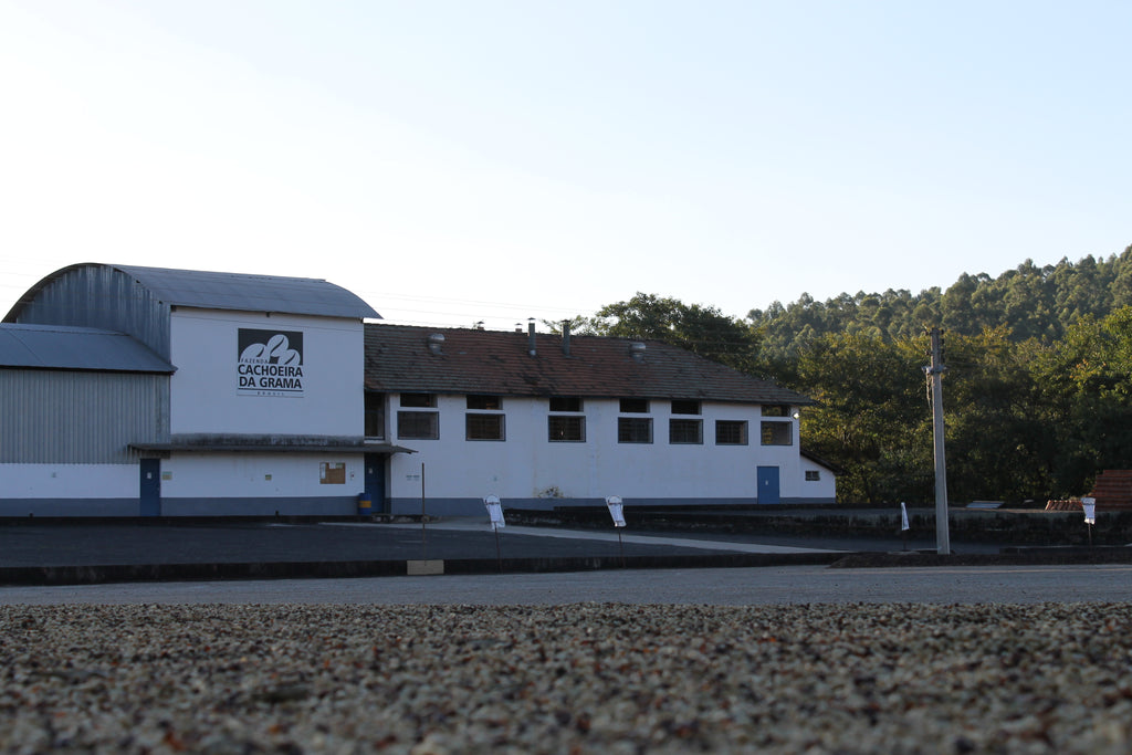 A view over drying coffee towards the mill at Fazenda Cachoeira da Grama in São Sebastião da Grama, Brazil