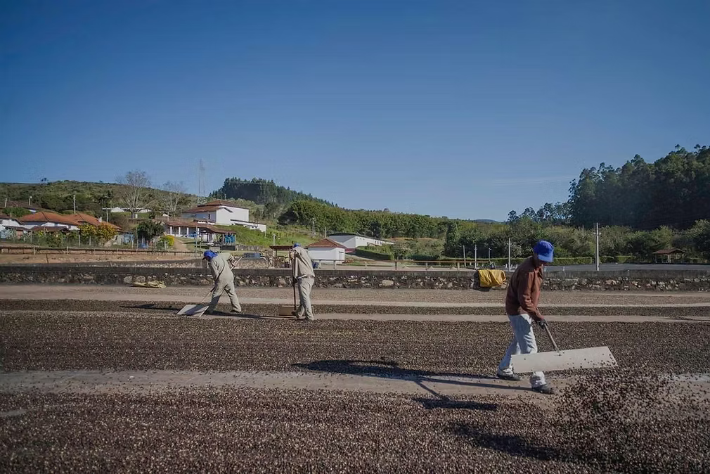 Coffee drying on concrete patios at Fazenda Cachoeira da Grama being turned by workers to ensure even trying
