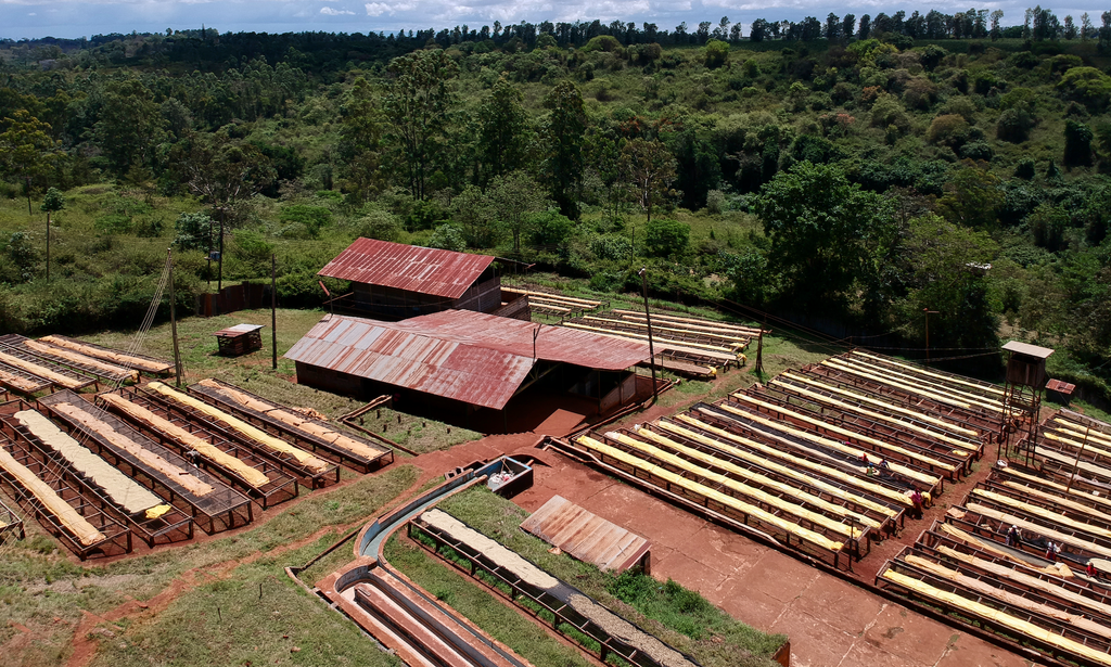 An aerial view over the Kiriga Estate drying tables and mill