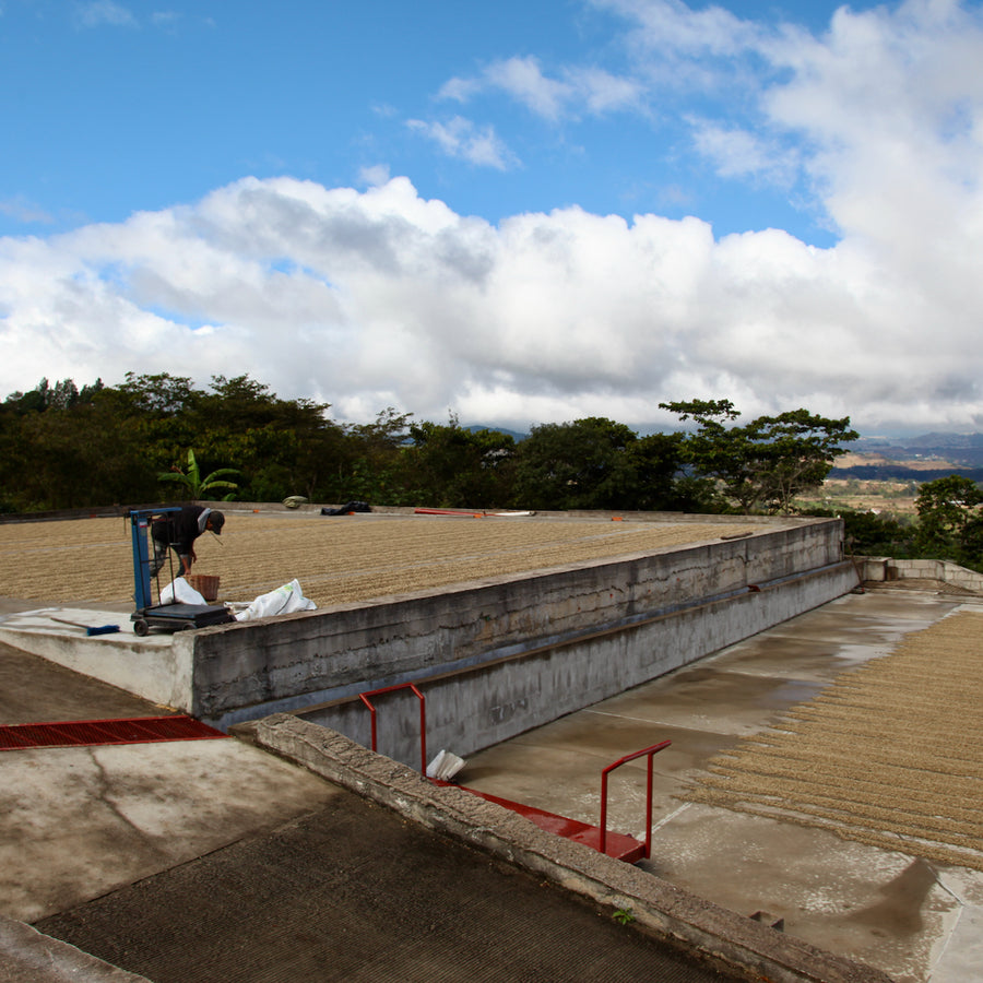 Guatemala: El Limon, Bourbon, Natural