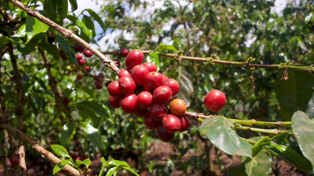 Ripe coffee cherries on the Kiriga Estate ready to be picked