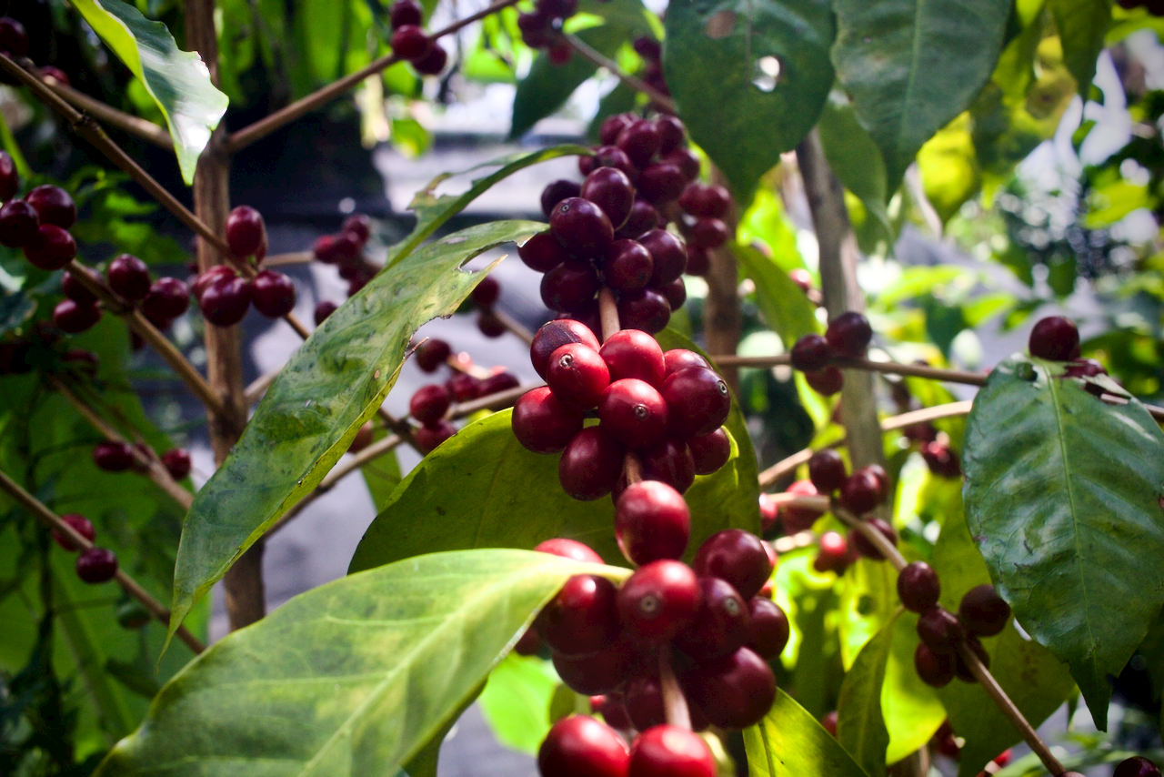 Close-up of ripe Villa Sarchi variety coffee cherries growing on a coffee tree at Finca Carmela in Costa Rica.
