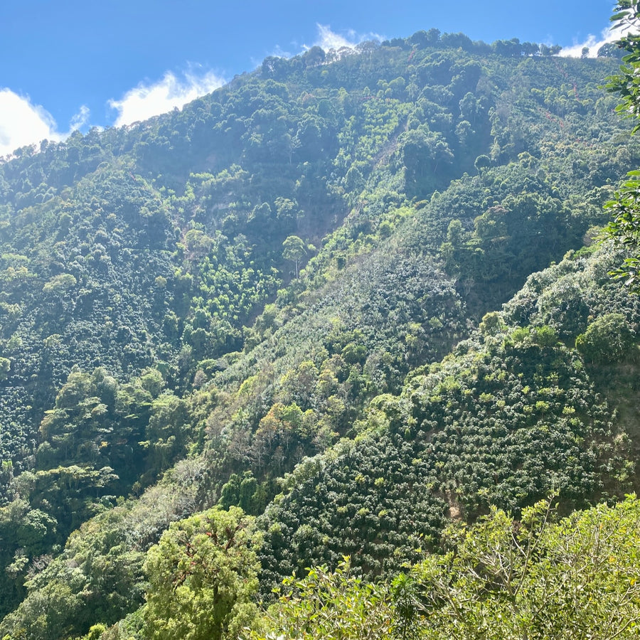 Coffee growing at La Ladera farm in Tarrazu, Costa Rica.