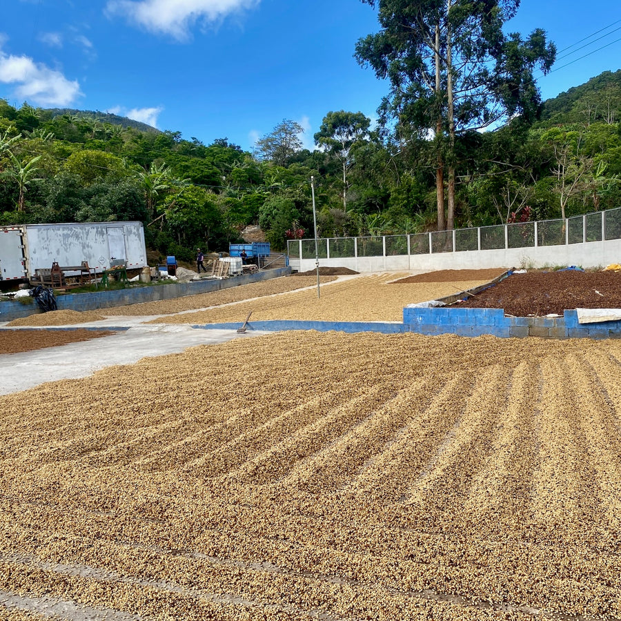 Coffee drying on concrete patios in the Costa Rican sun outside the Don Mayo micromill in Tarrazu.