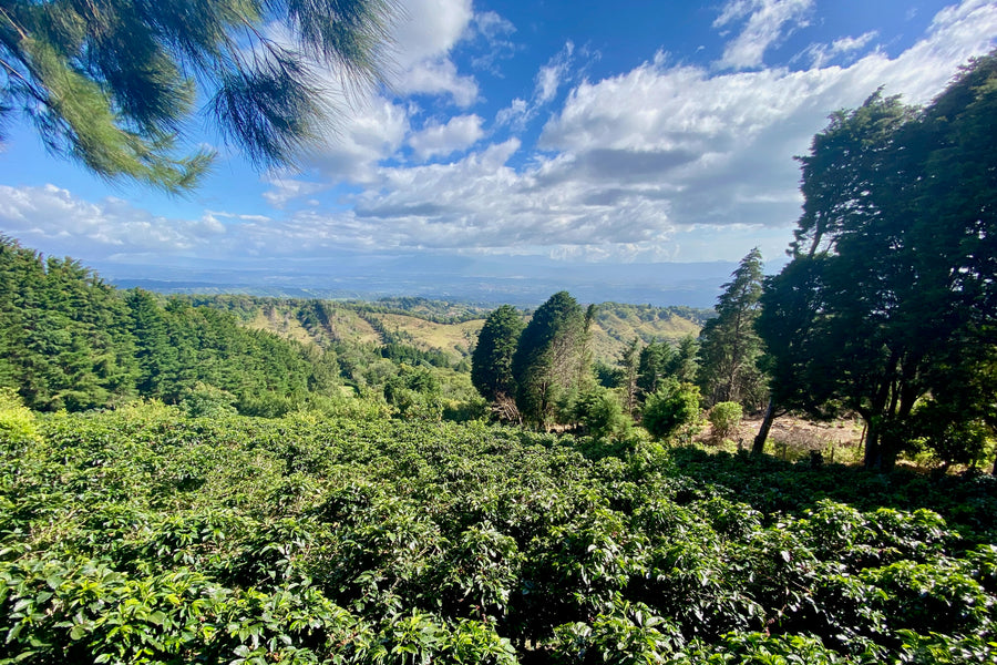 Costa Rica: Sumava de Lourdes - Los Pinos