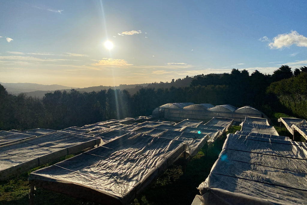 The sun going down over coffee drying in raised beds at Sumava. The beds are covered at night to protect the coffee from moisture.