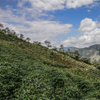 Coffee growing in San Antonio de Chingama, Cajamarca, Peru