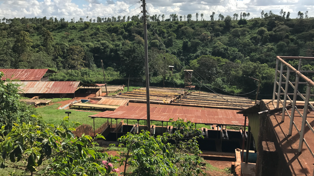 A view over the Kiriga Estate drying tables and mill