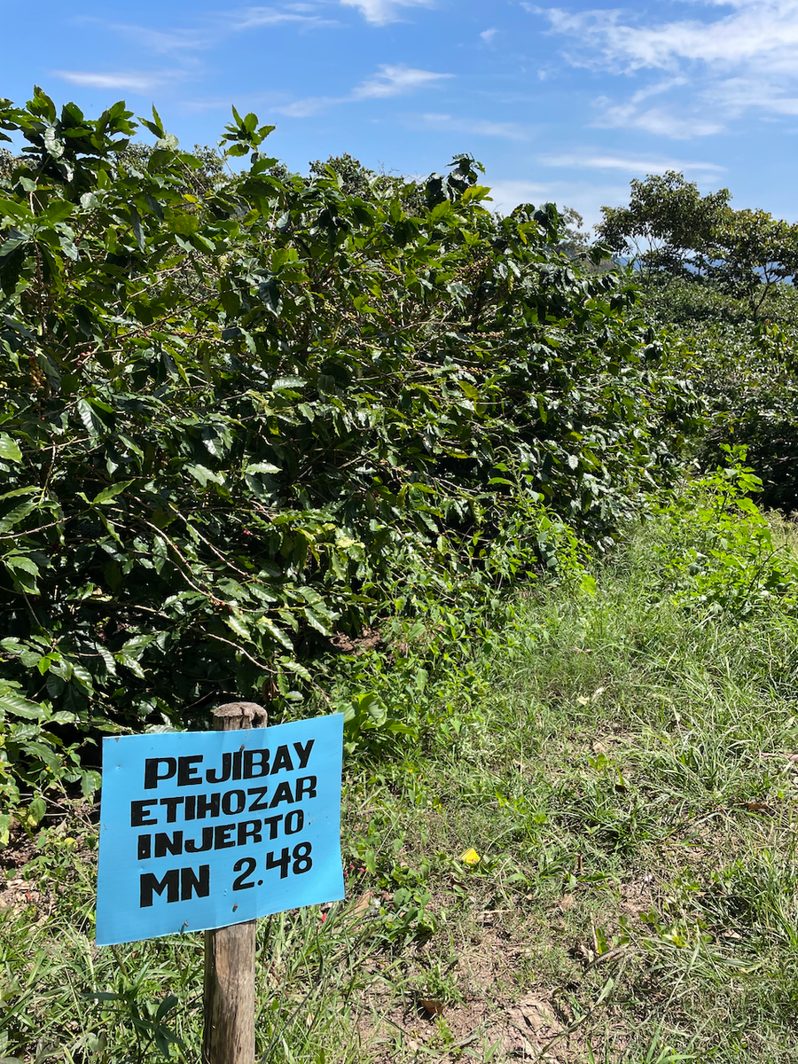 Ethiosar varietal coffee growing at Finca Limoncillo in Matagalpa, Nicaragua
