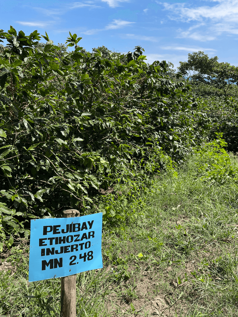 Coffee plants of Ethiosar variety growing at Finca Limoncillo in Matagalpa, Nicaragua, used in Ozone Coffee's natural processed beans.