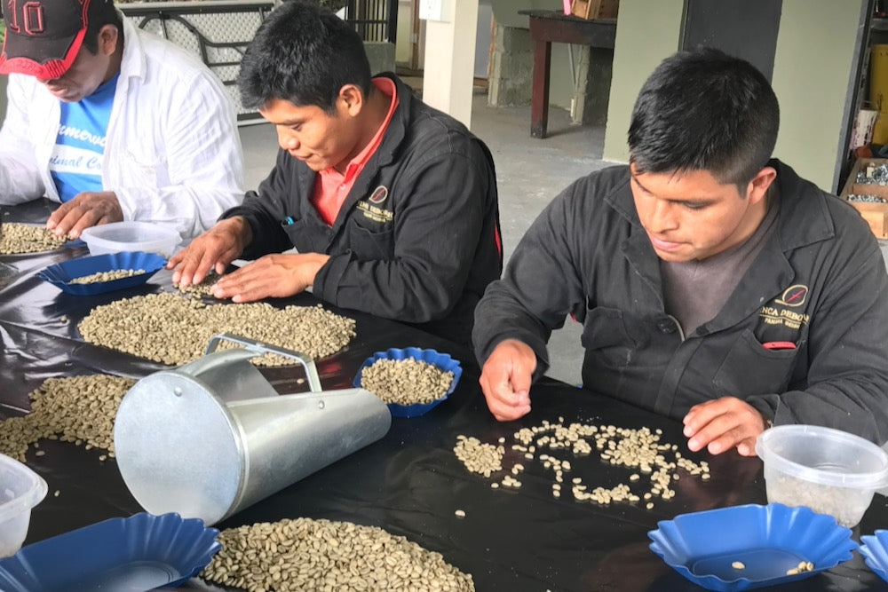 Green coffee being sorted at Finca Deborah in Chiriqui, Panama
