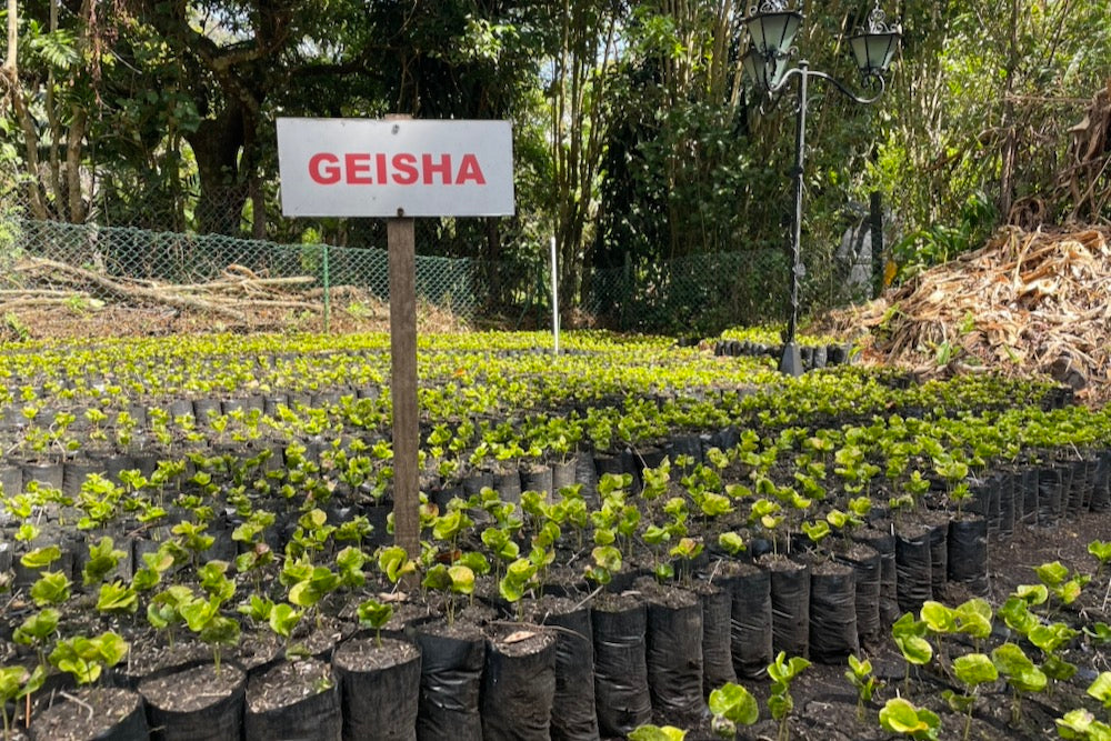 Geisha coffee plant seedlings at Finca Deborah in Chiriqui, Panama