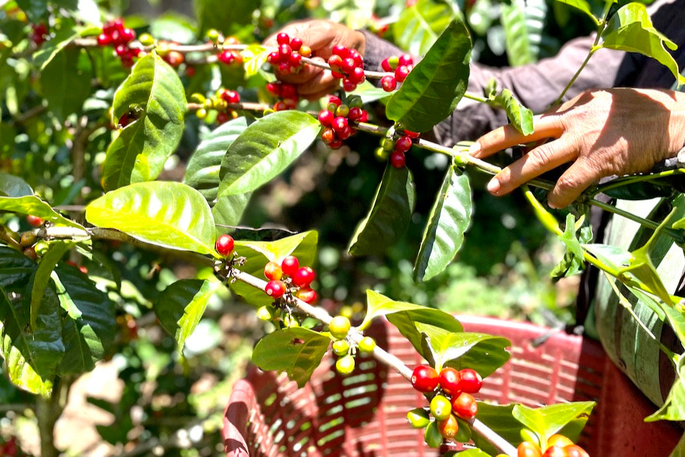Coffee being picked at at Finca Deborah in Chiriqui, Panama