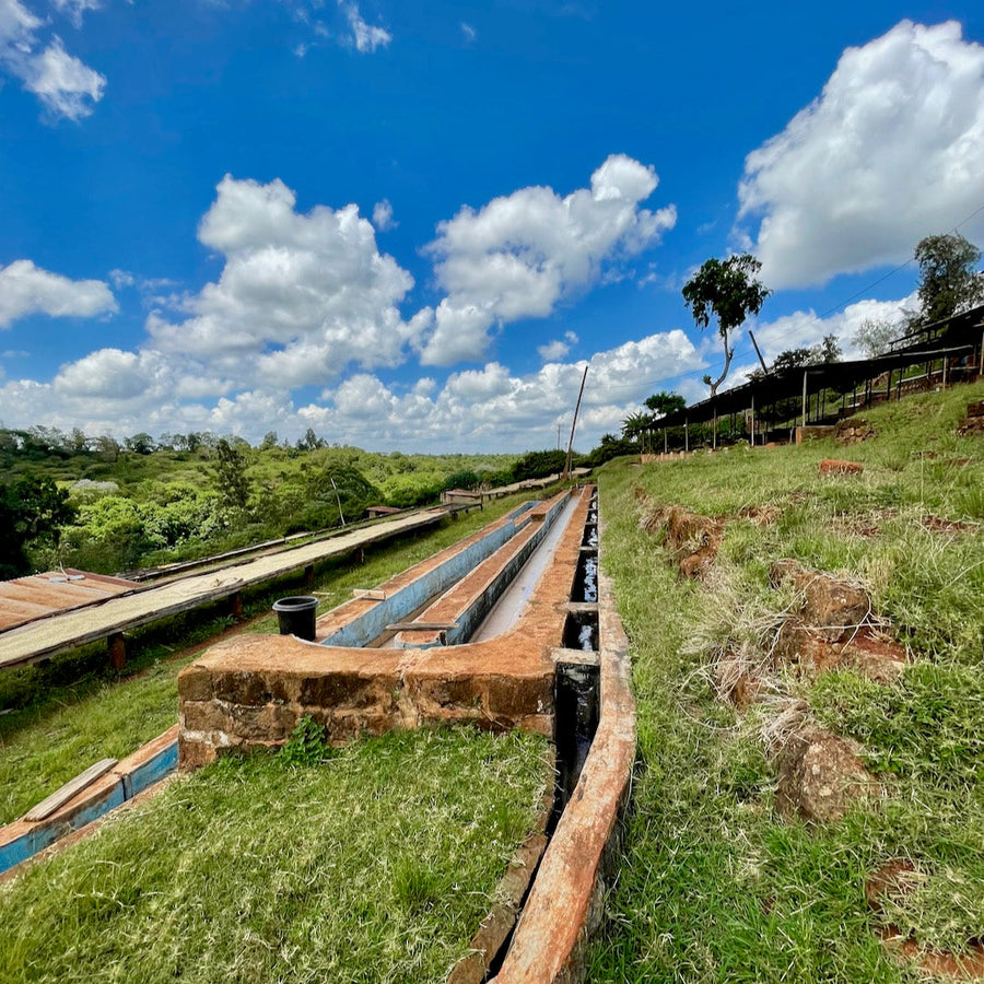 Coffee floating channels at the Kiriga Estate in Gatanga, Muranga, Kenya