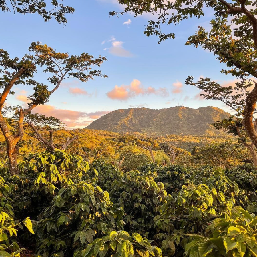 El Salvador: La Fany, Ethiopian Heirloom