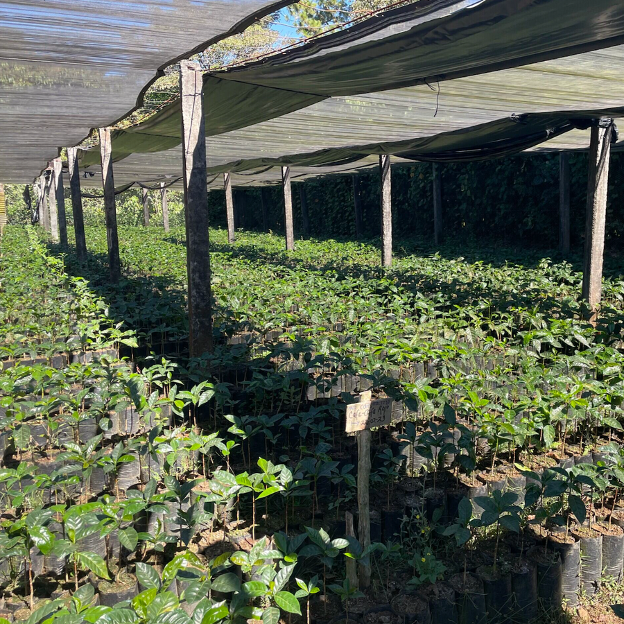 El Salvador: La Fany, Ethiopian Heirloom