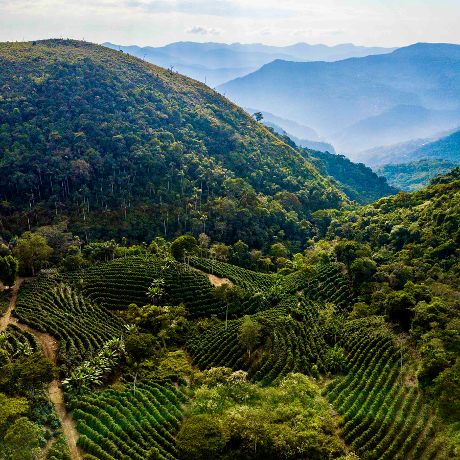 An aerial view over Finca La Linda in Caranavi, Bolivia