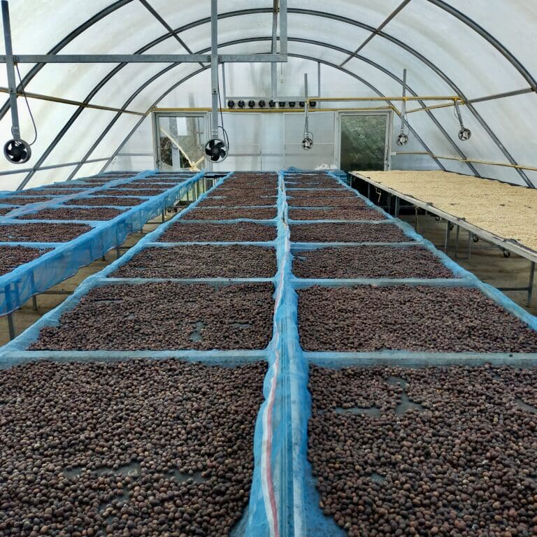 Processed coffee drying on raised beds at the Mae Chedi cooperative in Thailand
