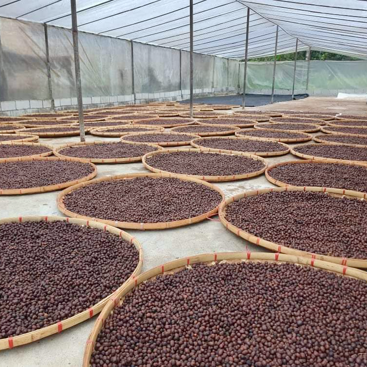 Processed coffee drying on concrete patios at the Mae Chedi cooperative in Thailand
