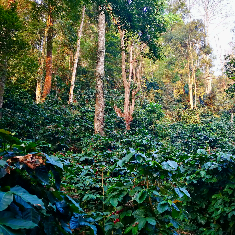 Coffee growing in Mae Chedi, Thailand