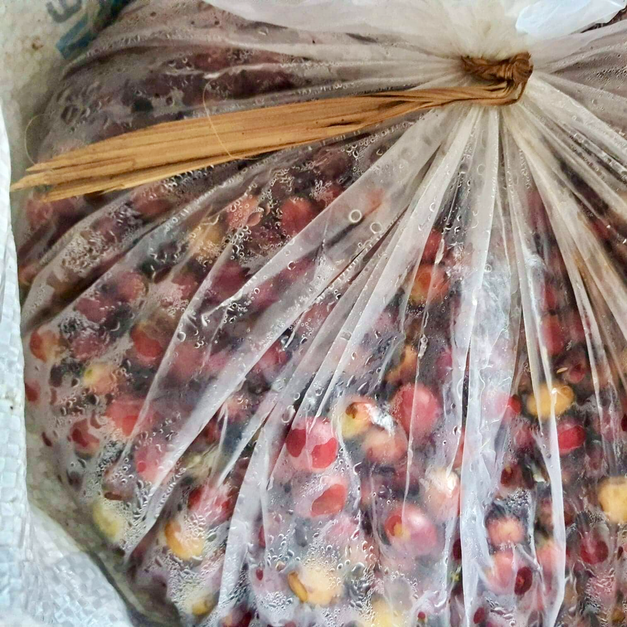 Coffee cherries from Mae Chedi in Thailand fermenting in a sealed environment