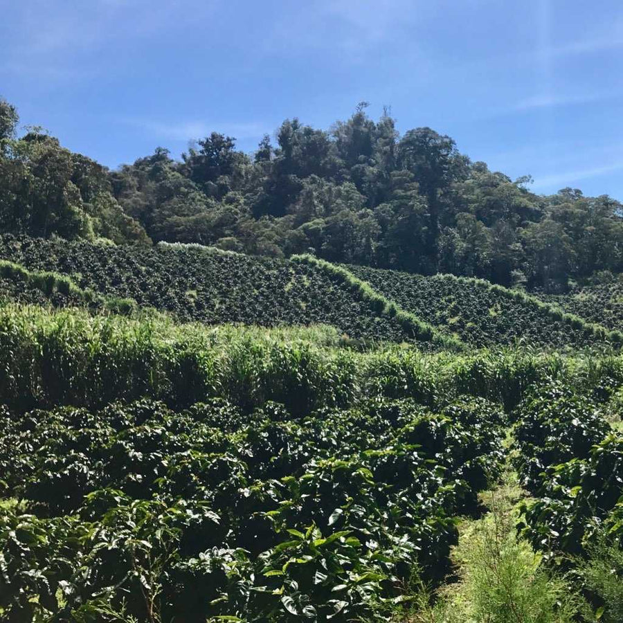 Coffee plants growing on Finca Limoncillo in Matagalpa, Nicaragua, source of Ozone Coffee's Ethiosar Natural beans. Lush green rows under blue sky.
