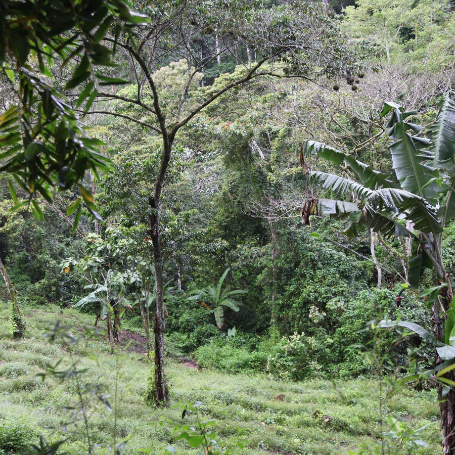 Lush green coffee farm at Finca Limoncillo in Matagalpa, Nicaragua, source of Ozone Coffee's Ethiosar Natural beans with fruity flavor notes.