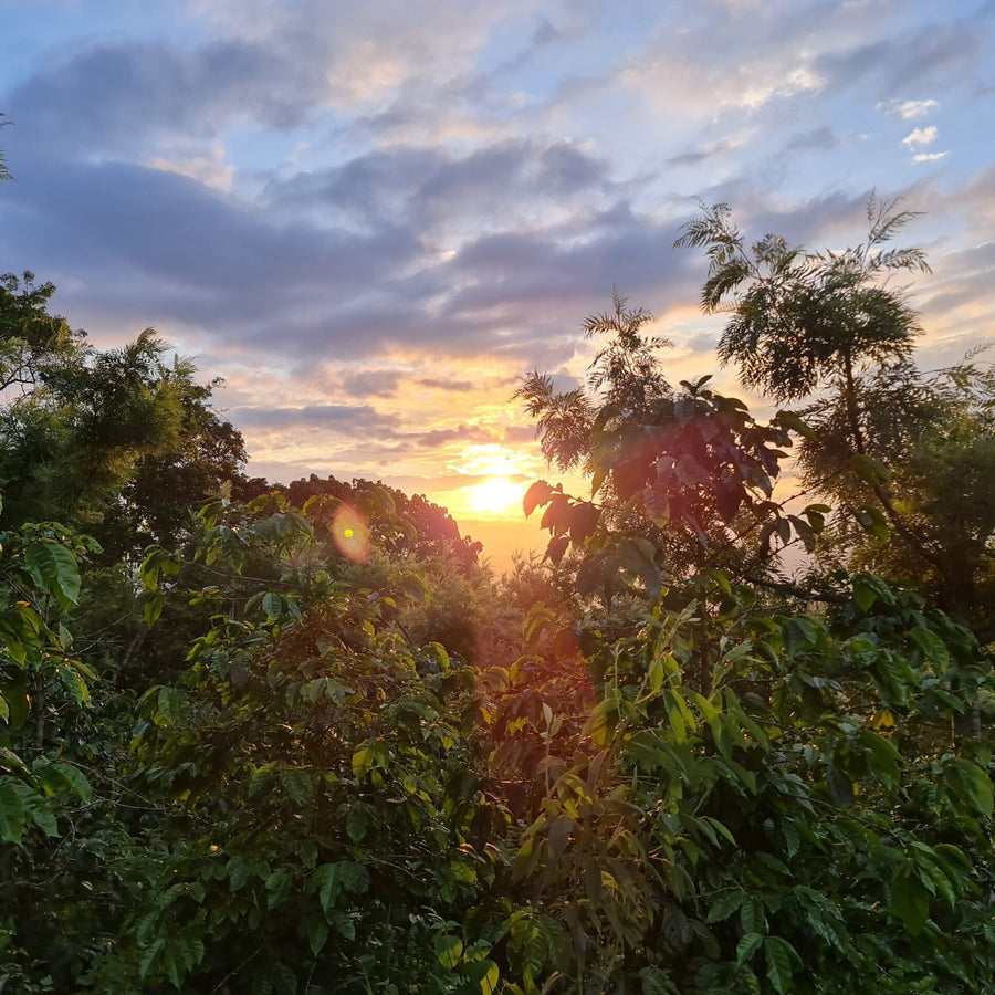 Guatemala: El Limon, Bourbon, Natural