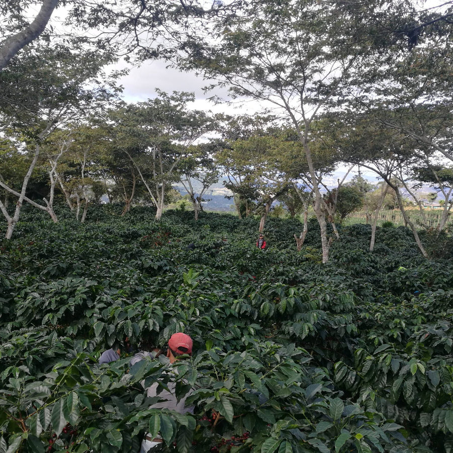 Guatemala: El Limon, Bourbon, Natural