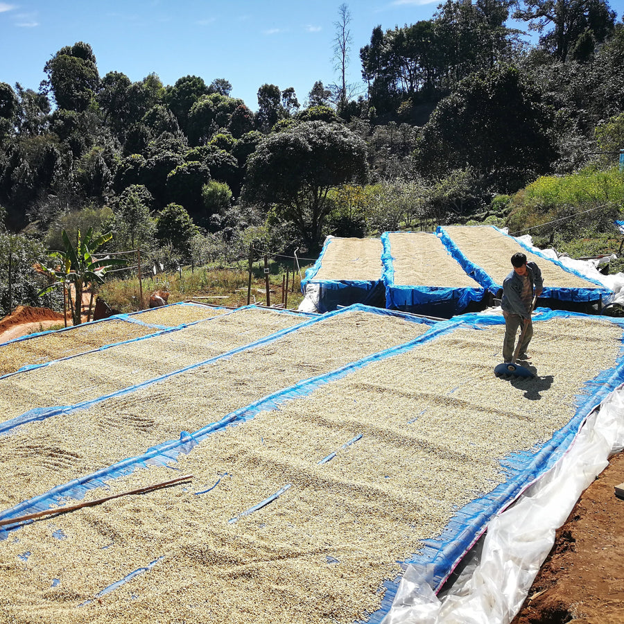 Coffee drying in Doi Pangkhon, Thailand, being turned by hand by a worker | Ozone Coffee Roasters