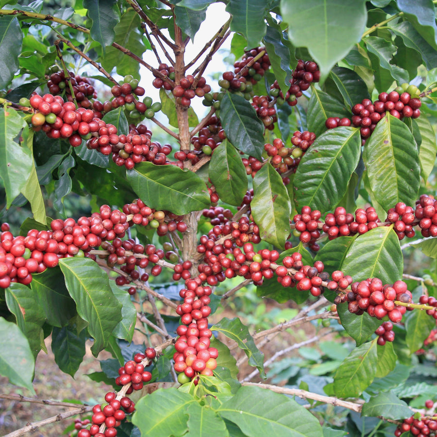 Coffee growing in Doi Pangkhon, Thailand | Ozone Coffee Roasters