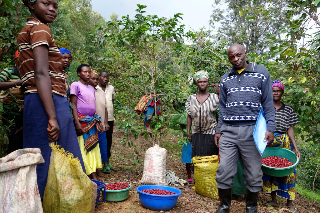 Independent smallholder coffee producers in Mahembe, Rwanda