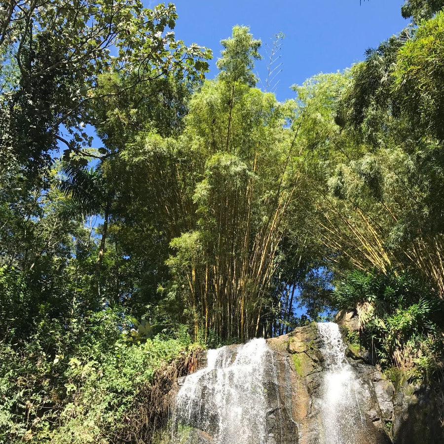 The famous waterfall at Finca Limoncillo in Matagalpa, Yasica Norte, Nicaragua