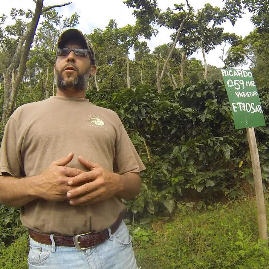 Coffee farmer standing near Ethiosar coffee plants at Finca Limoncillo in Matagalpa, Nicaragua, showcasing natural coffee variety for Ozone Coffee.