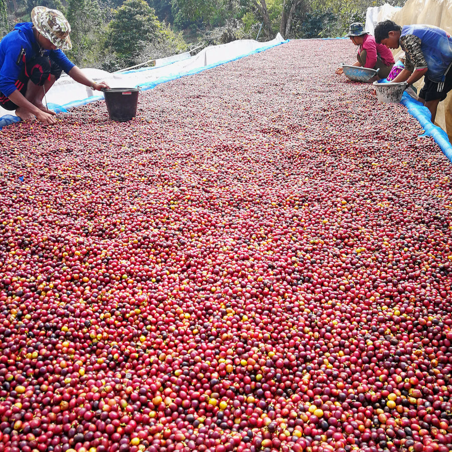 Workers hand sorting coffee cherries at Doi Pangkhong, Chiang Rai, Thailand | Ozone Coffee Roasters