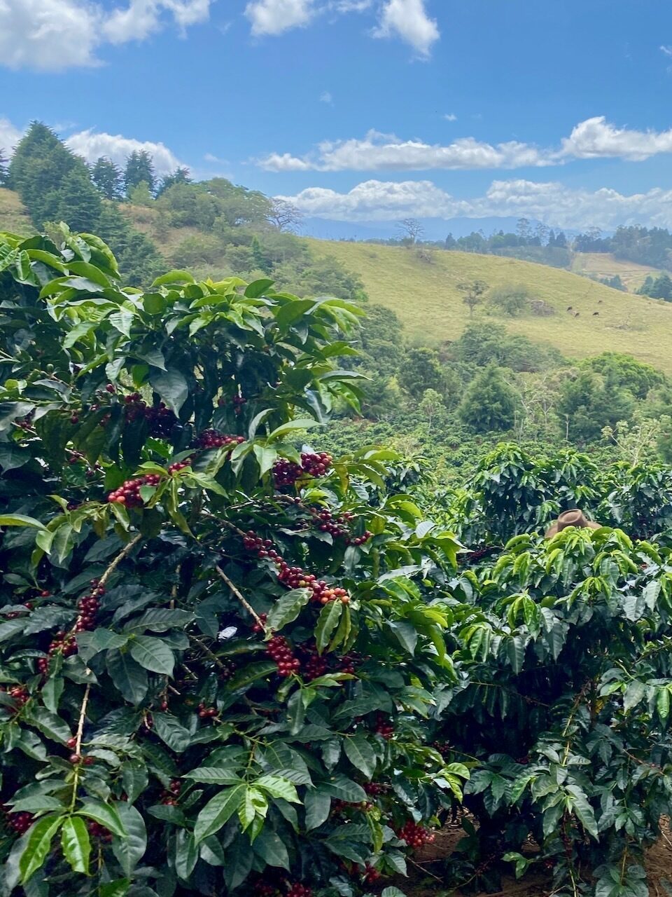 Ep. 772 Costa Rica Finca Licho Yellow Honey Villa Sarchi