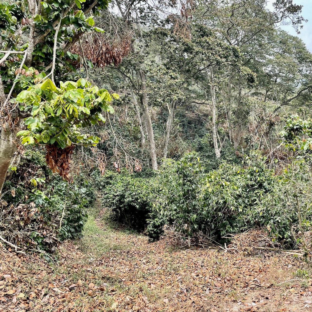 899 - Honduras: La Alondra - February Pickings